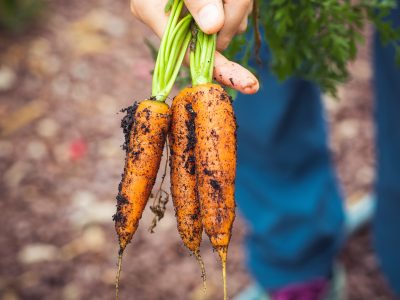 Organics and Biologicals-Carrots