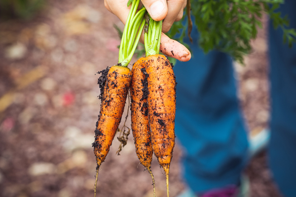 Freshly Harvested Carrots