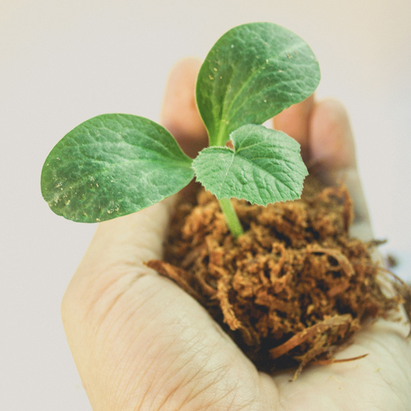 Soilless Media